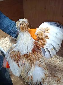Trio de poules soyeuses - Photo 6