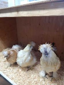 Trio de poules soyeuses - Photo 7