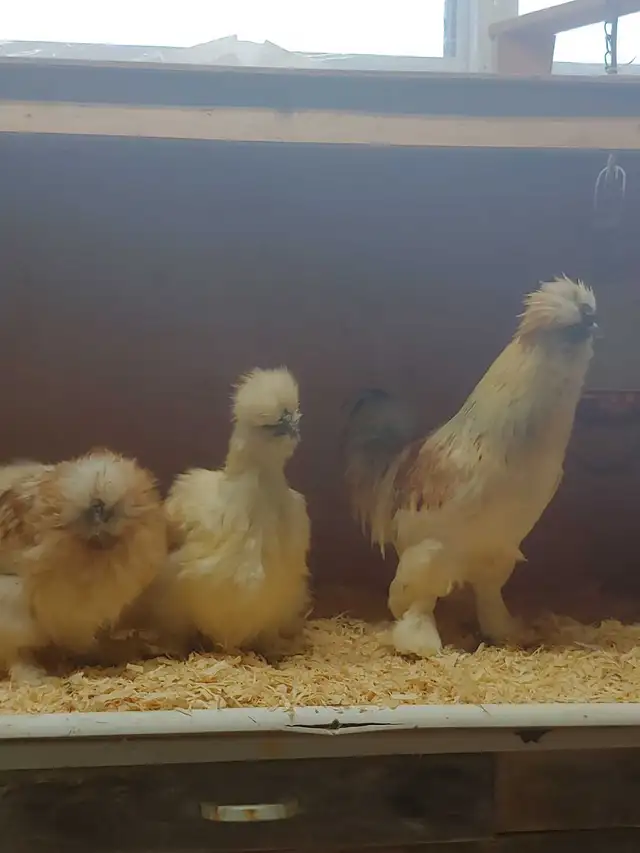 Trio de poules soyeuses - Photo 8