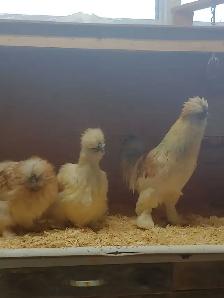Trio de poules soyeuses - Photo 8