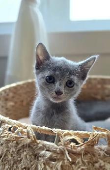 Russian Blue Hypoallergenic kittens / chatons