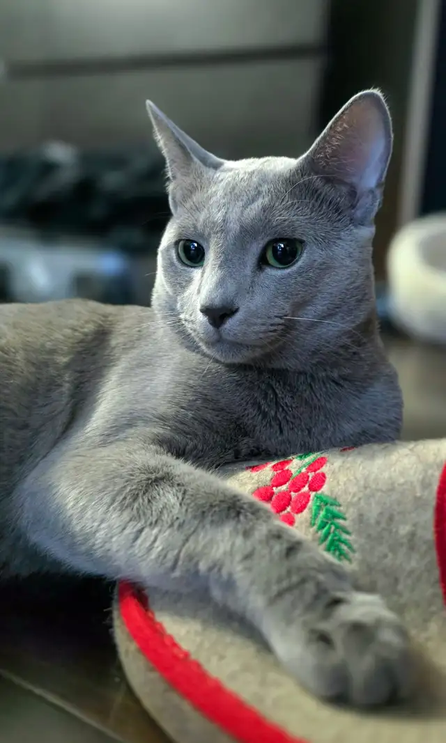 Russian Blue Hypoallergenic kittens / chatons - Photo 3