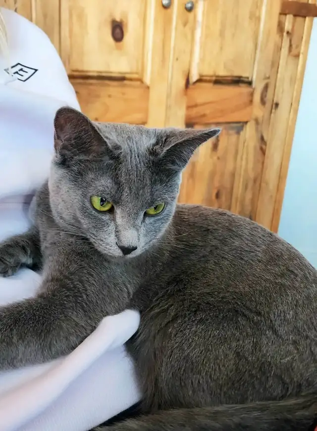 Russian Blue Hypoallergenic kittens / chatons - Photo 4