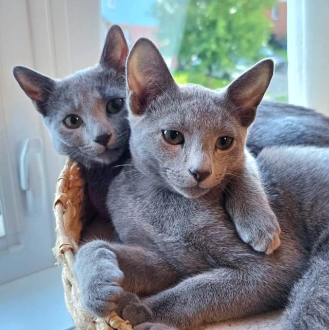 Russian Blue Hypoallergenic kittens / chatons - Photo 5