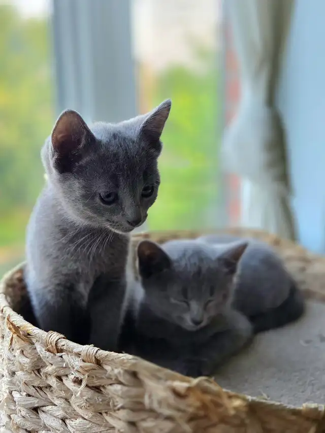Russian Blue Hypoallergenic kittens / chatons - Photo 6