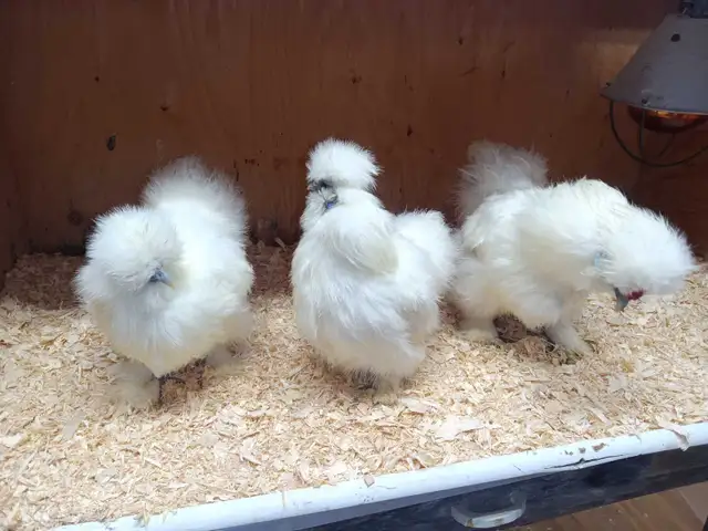 Trio de poules soyeuses