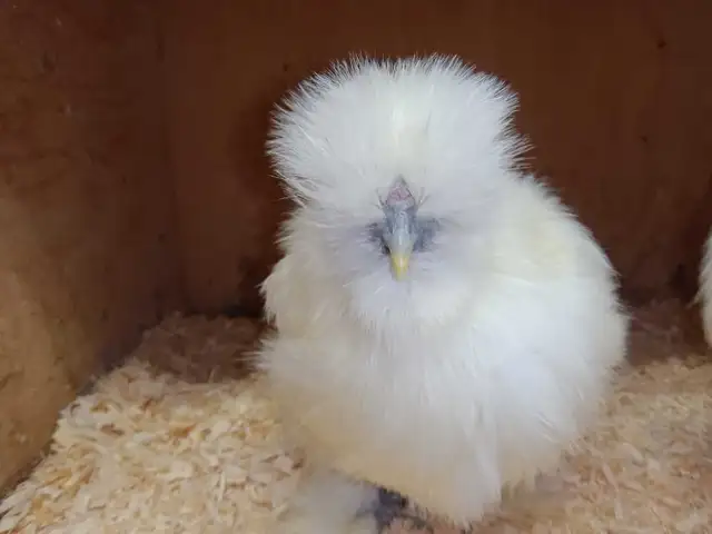 Trio de poules soyeuses - Photo 2