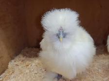 Trio de poules soyeuses - Photo 2