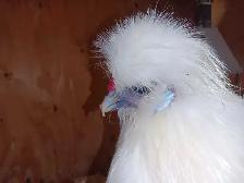 Trio de poules soyeuses - Photo 3