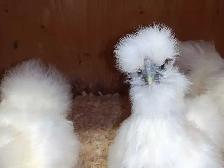 Trio de poules soyeuses - Photo 4