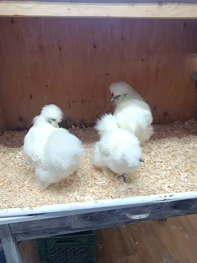 Trio de poules soyeuses - Photo 5