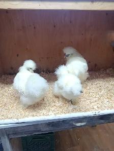 Trio de poules soyeuses - Photo 5