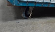 Heavy Storage - Stock - Transportation Rolling Bin Cart - Photo 7