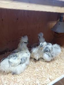 Trio de poules soyeuses