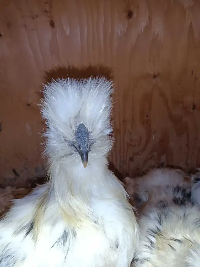 Trio de poules soyeuses - Photo 2