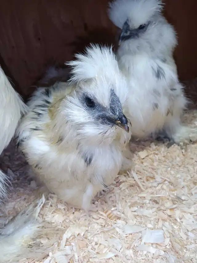 Trio de poules soyeuses - Photo 3