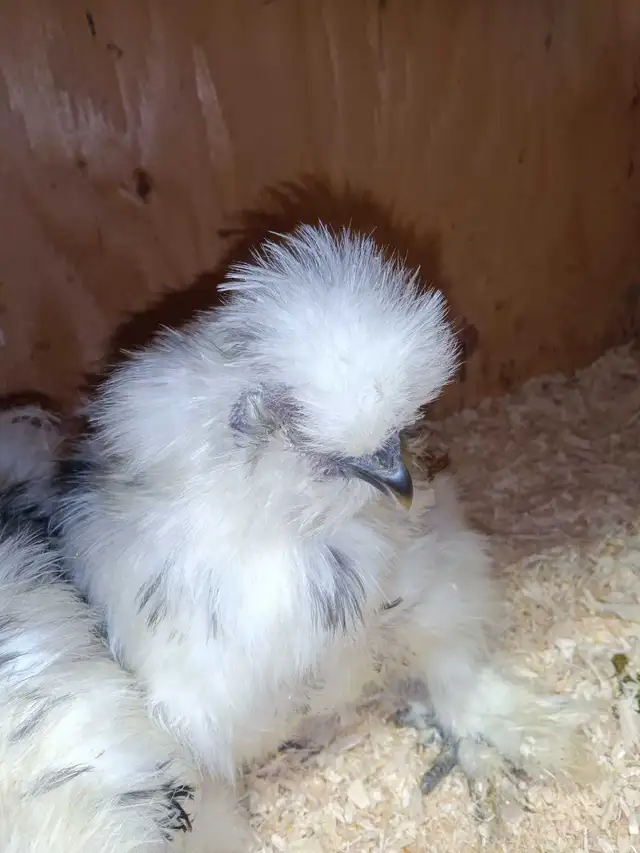 Trio de poules soyeuses - Photo 4