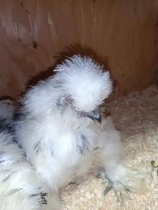 Trio de poules soyeuses - Photo 4