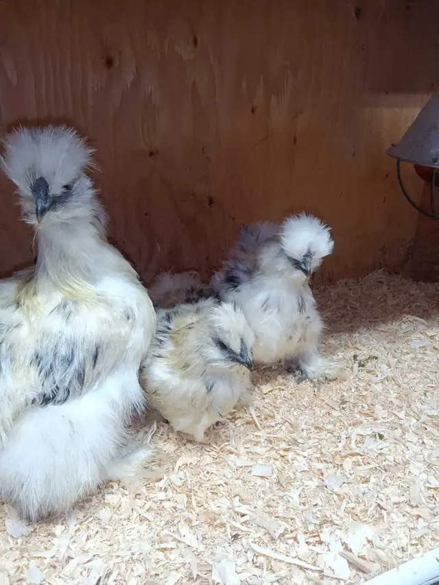 Trio de poules soyeuses - Photo 5