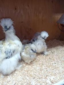 Trio de poules soyeuses - Photo 5