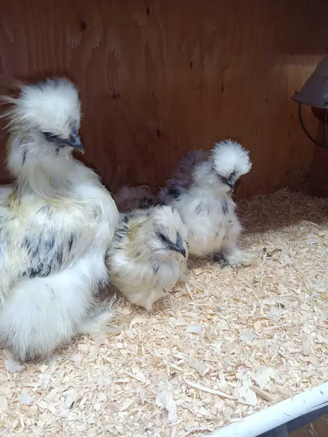 Trio de poules soyeuses - Photo 6