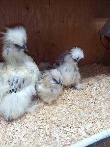 Trio de poules soyeuses - Photo 6