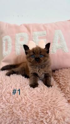 TICA Registered Ragdoll Kittens. Rare Sepias