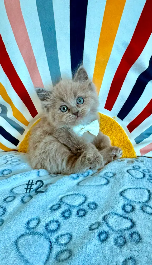 TICA Registered Ragdoll Kittens. Rare Sepias - Photo 2