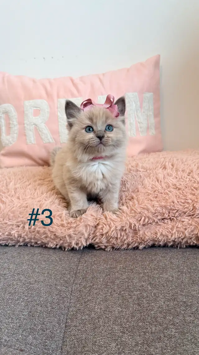 TICA Registered Ragdoll Kittens. Rare Sepias - Photo 3