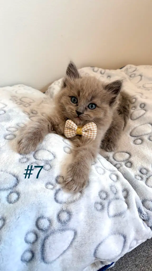 TICA Registered Ragdoll Kittens. Rare Sepias - Photo 7