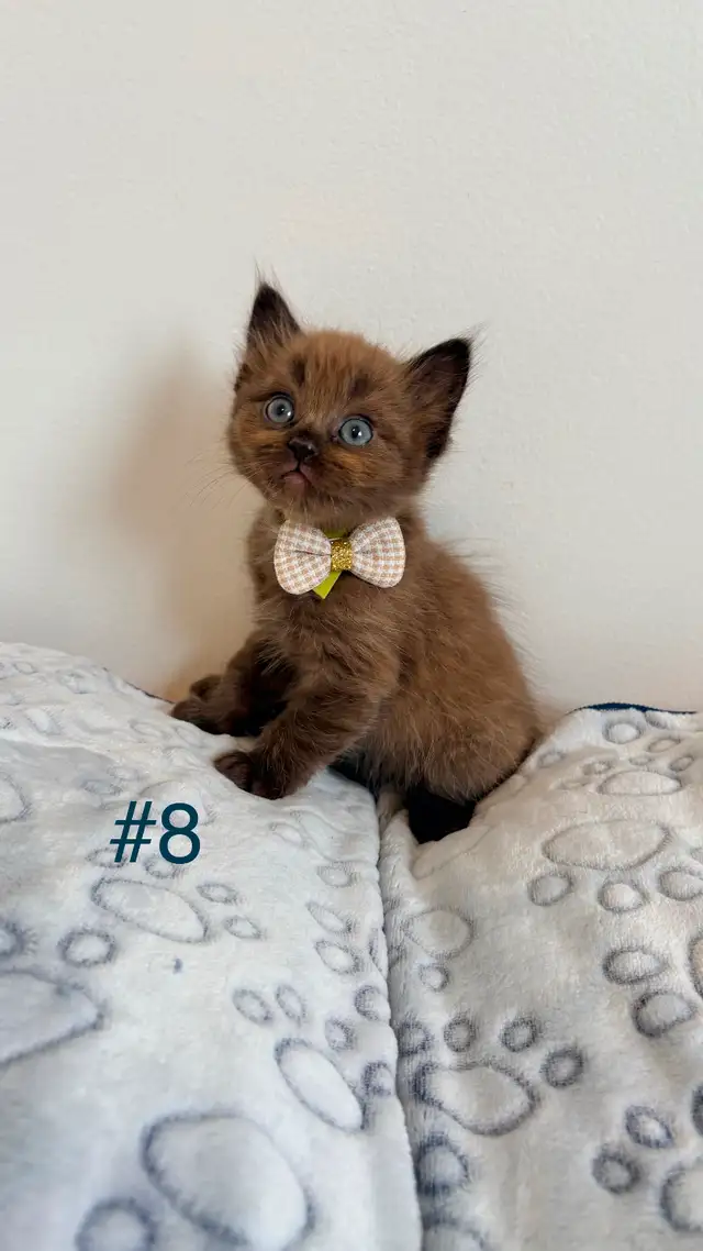 TICA Registered Ragdoll Kittens. Rare Sepias - Photo 8