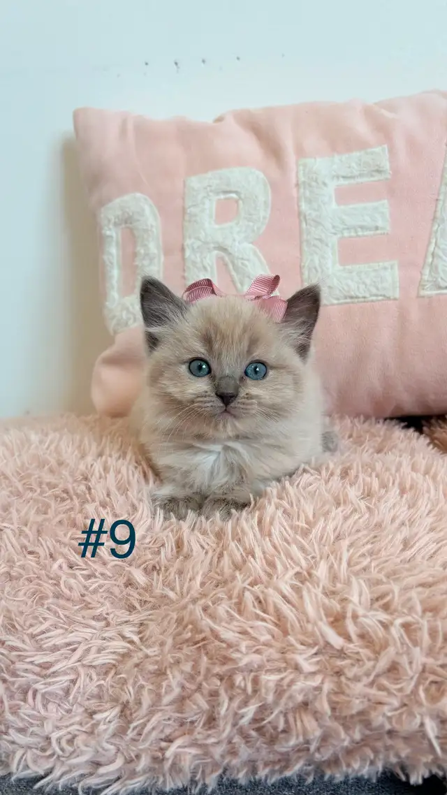 TICA Registered Ragdoll Kittens. Rare Sepias - Photo 9