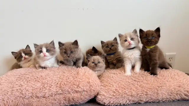 TICA Registered Ragdoll Kittens. Rare Sepias - Photo 10