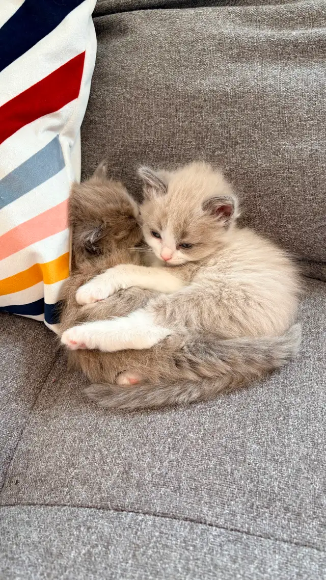 TICA Registered Ragdoll Kittens. Rare Sepias - Photo 11