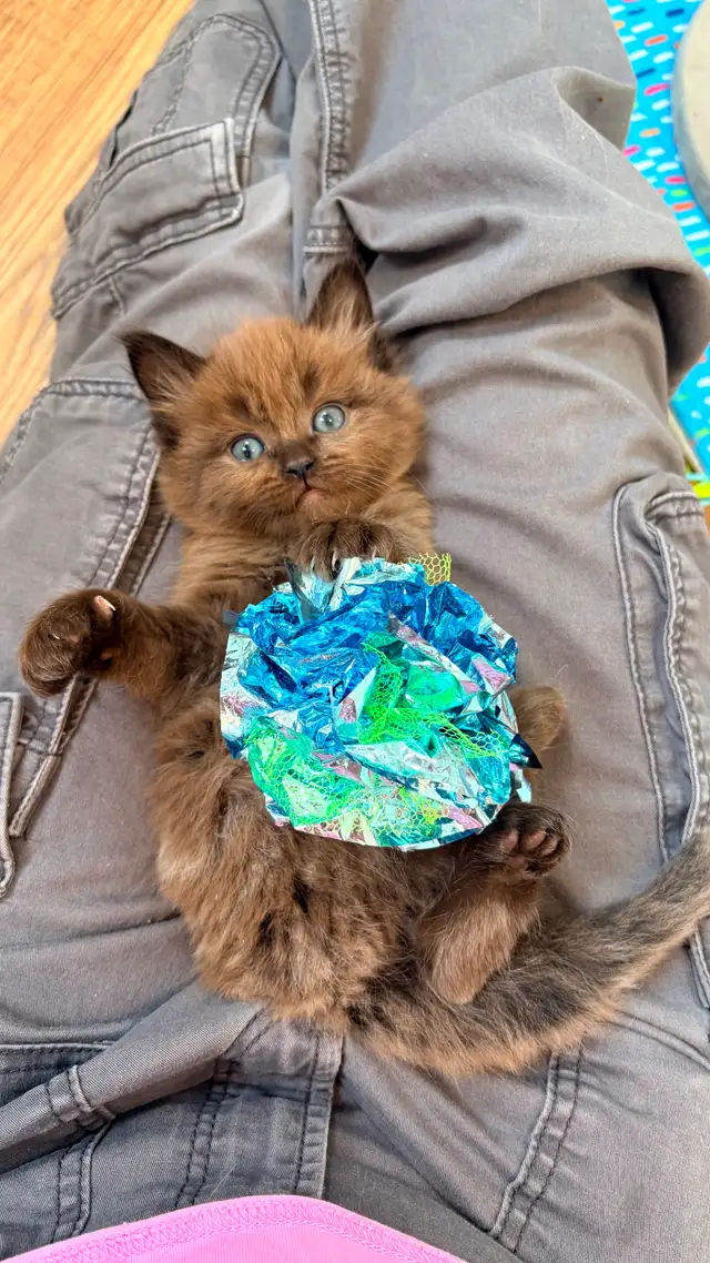 TICA Registered Ragdoll Kittens. Rare Sepias - Photo 12