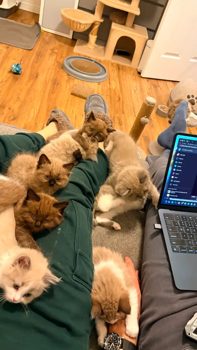 TICA Registered Ragdoll Kittens. Rare Sepias - Photo 13