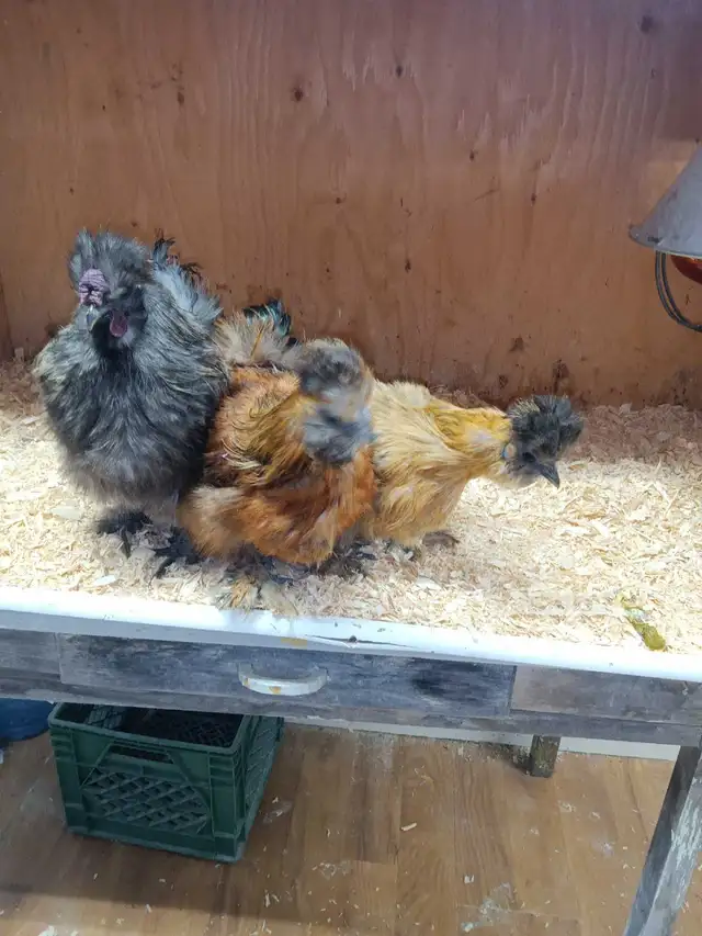 Trio de poules soyeuses