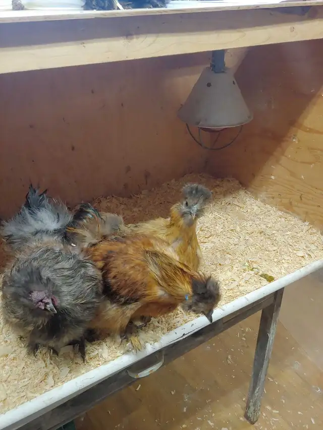 Trio de poules soyeuses - Photo 2