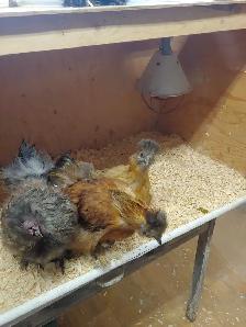 Trio de poules soyeuses - Photo 2