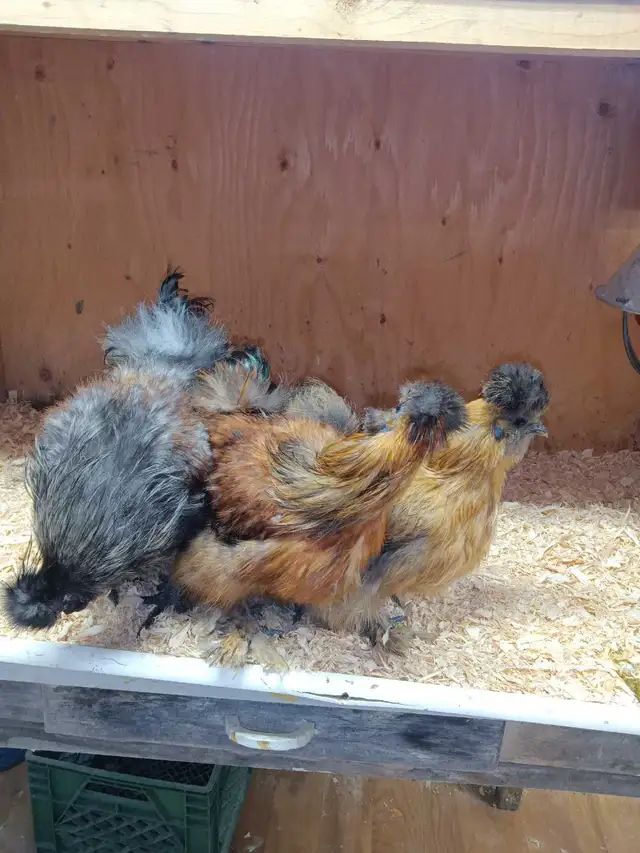 Trio de poules soyeuses - Photo 3