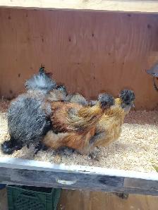 Trio de poules soyeuses - Photo 3