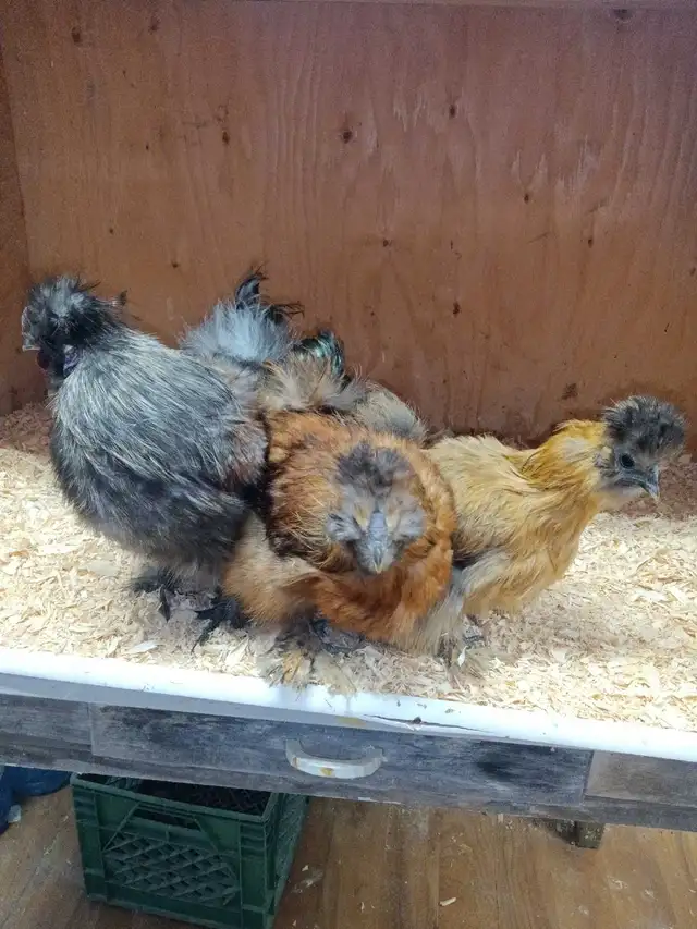 Trio de poules soyeuses - Photo 4