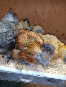 Trio de poules soyeuses - Photo 5