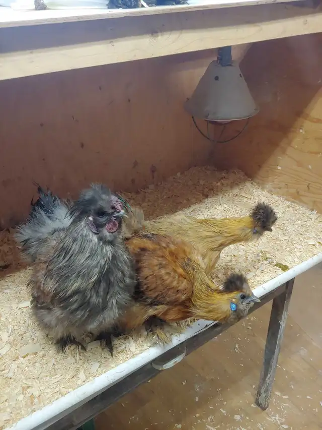 Trio de poules soyeuses - Photo 6