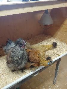 Trio de poules soyeuses - Photo 6