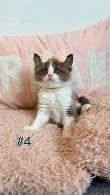 TICA Registered Ragdoll Kittens. Rare Sepias - Photo 4