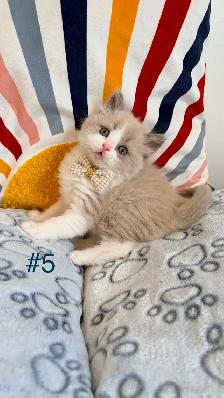 TICA Registered Ragdoll Kittens. Rare Sepias - Photo 5