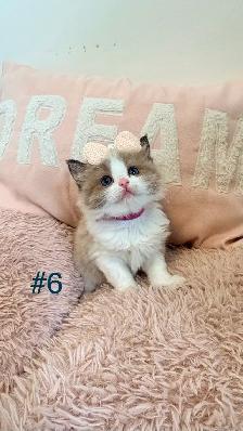 TICA Registered Ragdoll Kittens. Rare Sepias - Photo 6