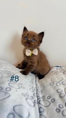 TICA Registered Ragdoll Kittens. Rare Sepias - Photo 8