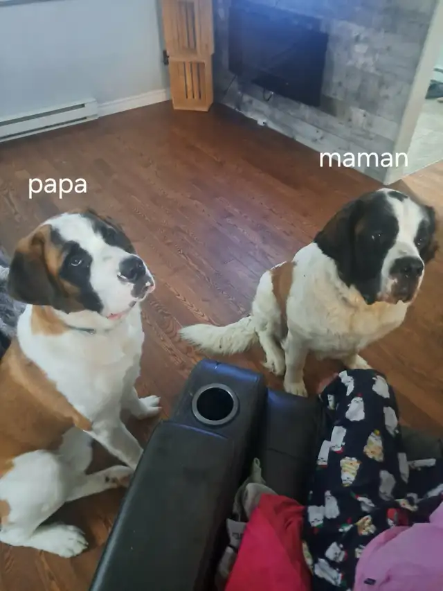 Chiot Saint-Bernard à vendre